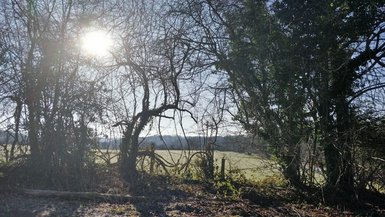 Arbustes le long d'un chemin campagnard, le Soleil filtre à travers les branches nues.