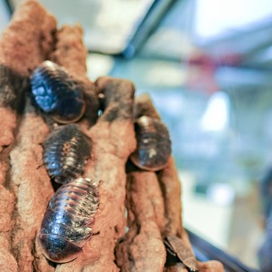 Photo de plusieurs aselles des murs appartenant à la famille des cloportes et présentant une carapace grise coriace.