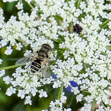 Photo d'une syrphe, c'est-à-dire une mouche rayée jaune et noire, posée sur une fleur blanche de carotte.