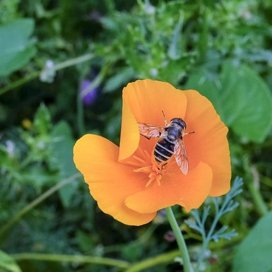Photo d'une syrphe, c'est-à-dire une mouche rayée jaune et noire, posée dans une fleur orange.