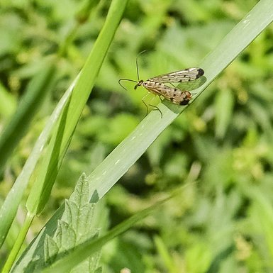 Photo d'un insecte à l'allure d'un grand moustique avec deux ailes et un rostre allongé mais avec deux longues antennes. La fin de son corps est recourbé vers le haut comme une queue de scorpion.