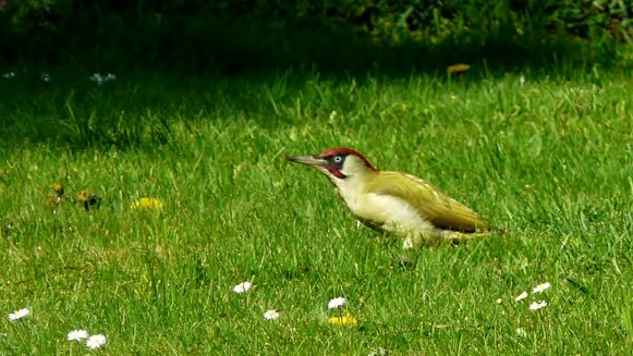 Pic vert mâle au sol, dans l'herbe d'un jardin.