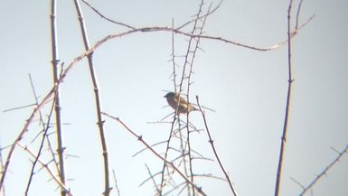 Photo d'un moineau domestique mâle sur une branche au sommet d'une haie. Derrière, un ciel bleu sans nuage.