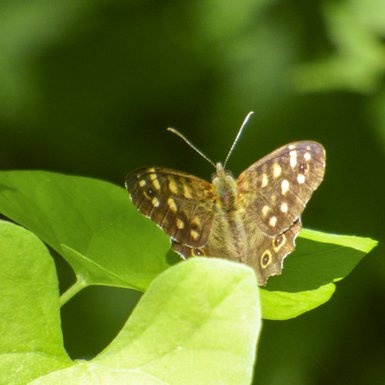 Photo d'un papillon brun avec quelques points blanc jaune sur les ailes.