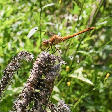 Photo d'une libellule orange posée sur une plante sèche.