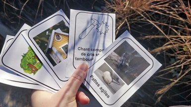 Cartes tenues en éventail et présentant des caractéristiques sur les oiseaux. On peut lire "pattes agiles" sur la première à droite et "Chant composé de cris et de tambourinements" sur la seconde. La troisième présente un nichoir et la quatrième une forêt.